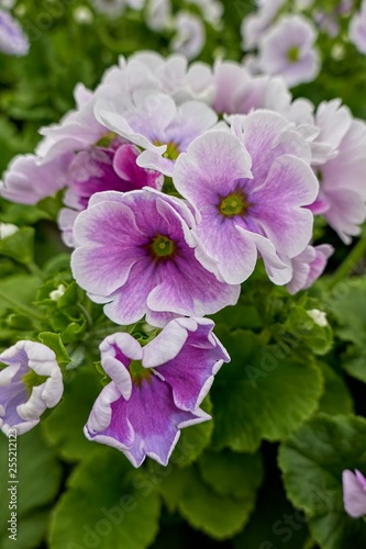 colorful primroses in spring season