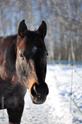 Portrait of a thoroughbred stallion
