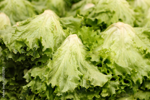 Green and fresh green lettuce and delicious