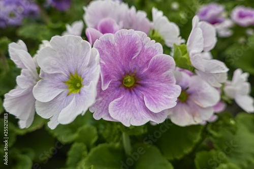 colorful primroses in spring season