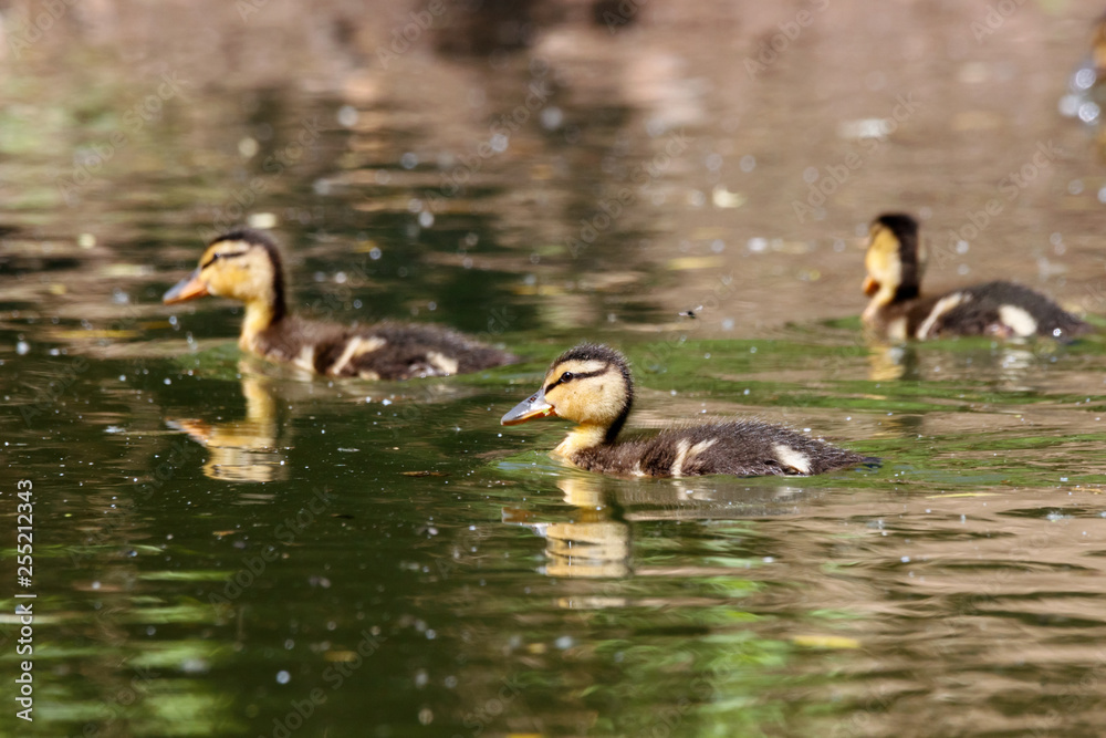 Mallard ducklings swimming on water. Cute little baby ducks. Birds in wildlife. Mallard ducklings swimming on water. Cute little baby ducks. Birds in wildlife.