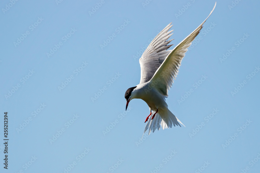 Obraz premium Common tern flying under blue sky looking for fish. Cute agile fast waterbird. Bird in wildlife.