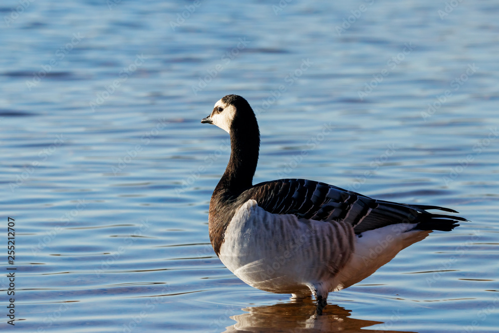 Barnacle goose on water. Cute beautiful waterbird. Barnacle goose on water. Cute beautiful waterbird.