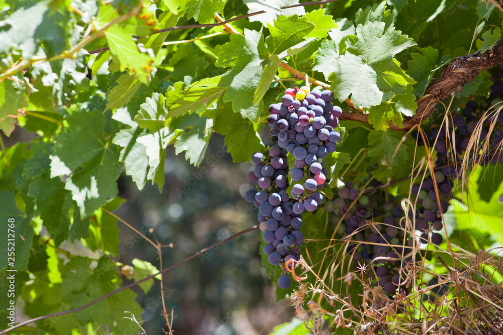  Red Grape Vine