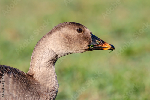 Taiga bean goose eating grass portrait. Cute common waterbird.