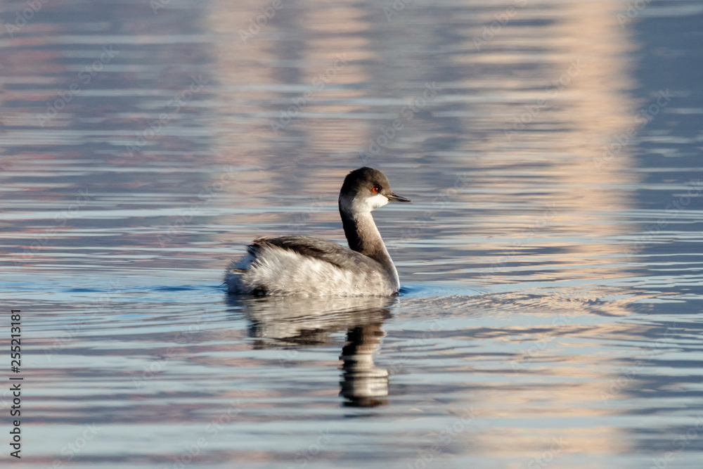 Black-necked grebe in autumn plumage swimming on water with reflections. Cute beautiful fluffy waterbird in wildlife.