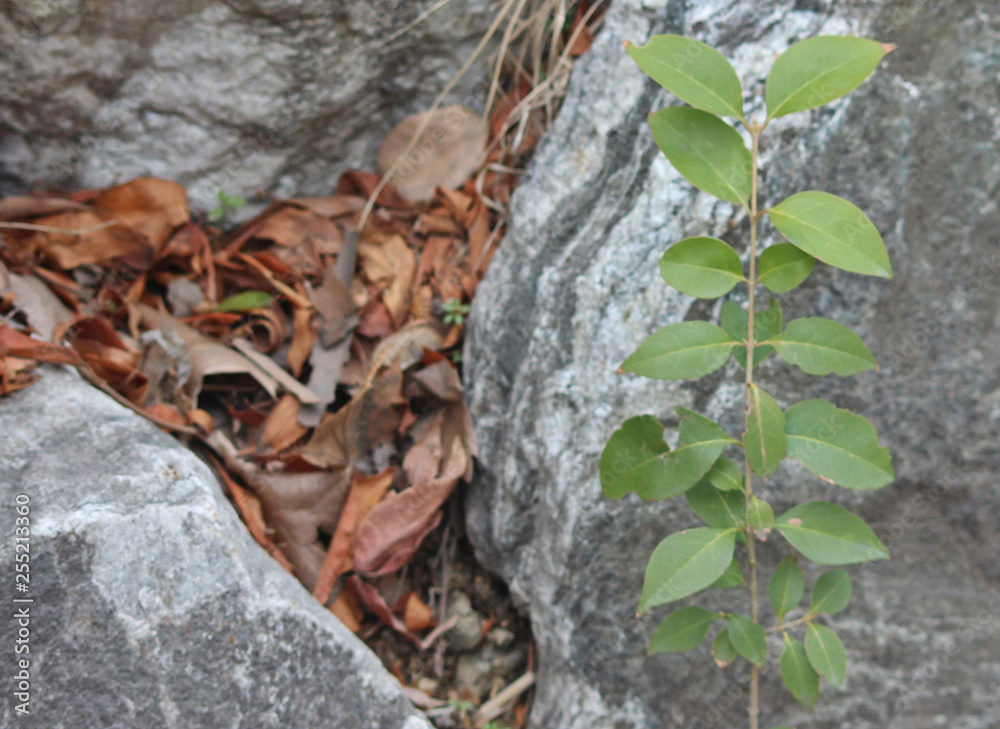 Naklejka premium 바위 틈 낙엽과 광나무 잎