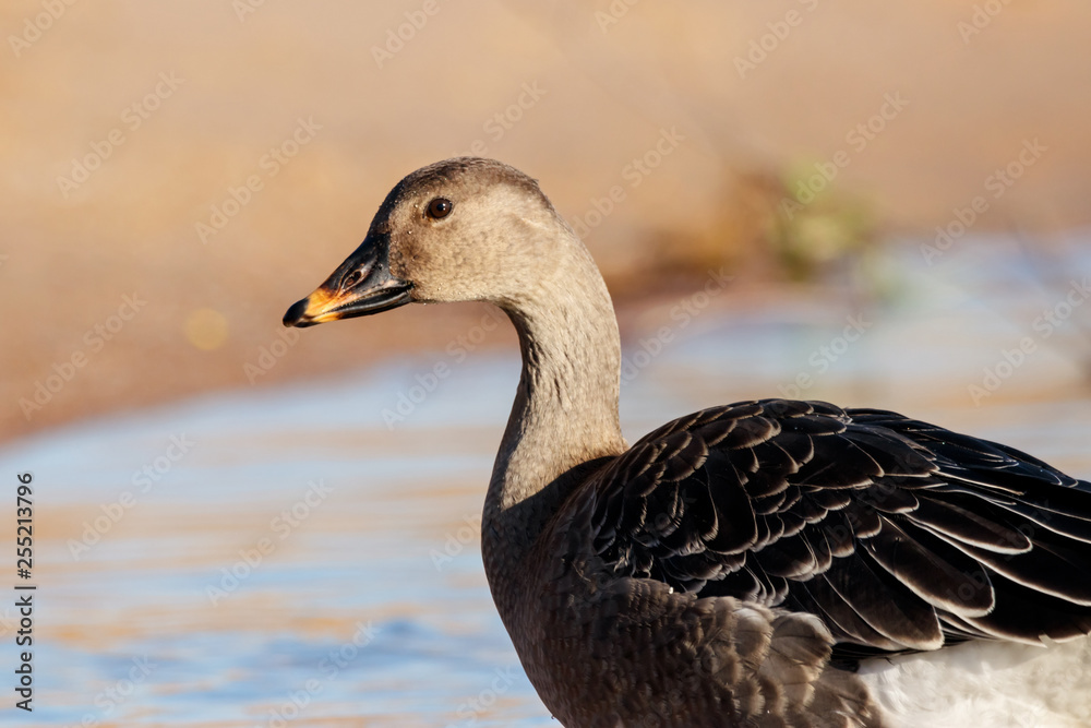 Taiga bean goose on shore portrait. Cute common waterbird. Taiga bean goose on shore portrait. Cute common waterbird.
