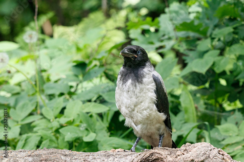 Hooded crow (corvus cornix) juvenile sitting on fallen tree. Cute funny baby bird in wildlife.