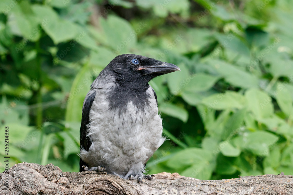 Hooded crow (corvus cornix) juvenile sitting on fallen tree. Cute funny baby bird in wildlife. Hooded crow (corvus cornix) juvenile sitting on fallen tree. Cute funny baby bird in wildlife.