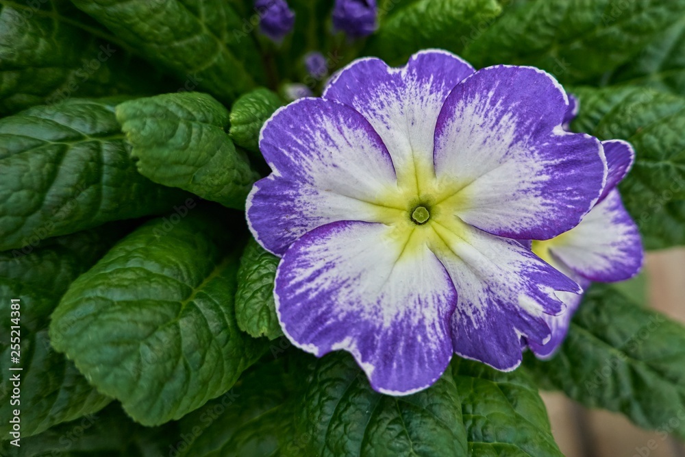 colorful primroses in spring season colorful primroses in spring season