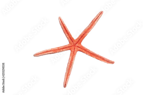  Background with starfish in trendy color on white background