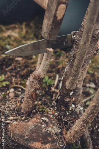 A woman cuts a young tree with a knife for the inoculation of the fruit branch