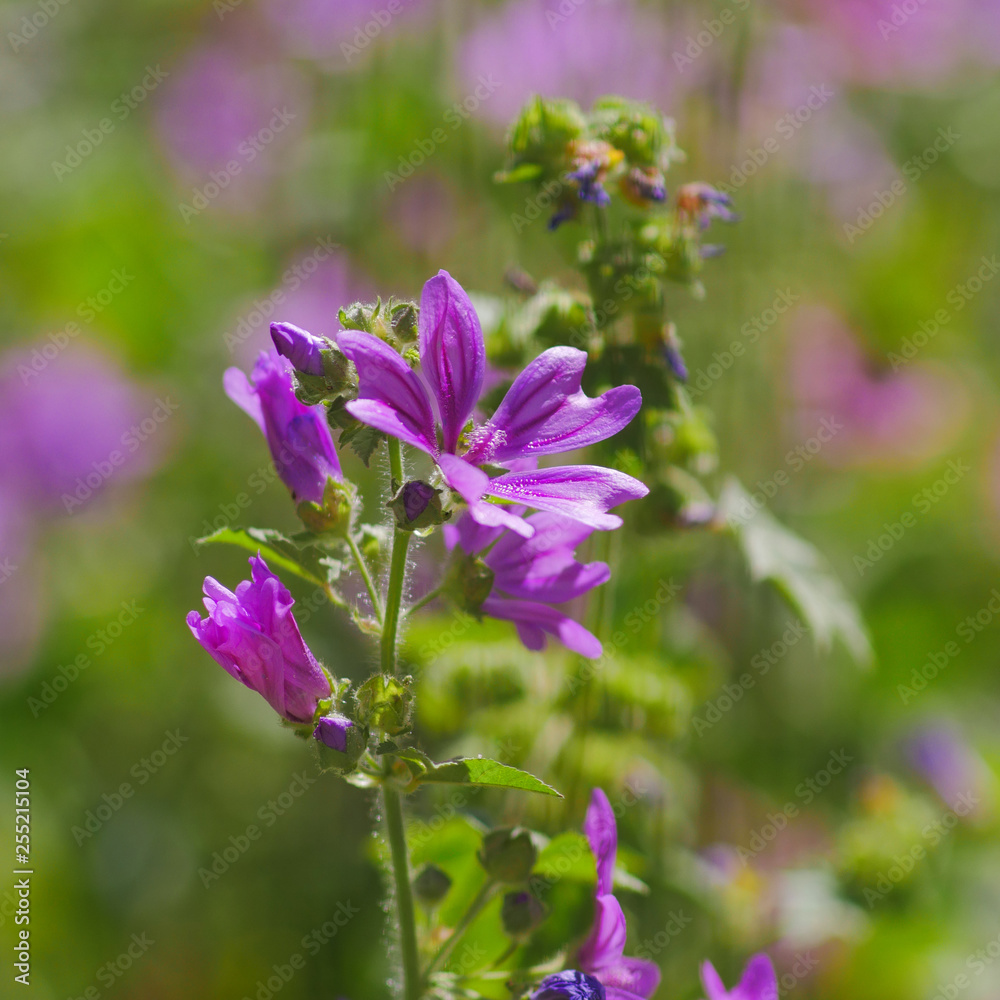 wild violet flower closeup in the meadows, strong bokeh