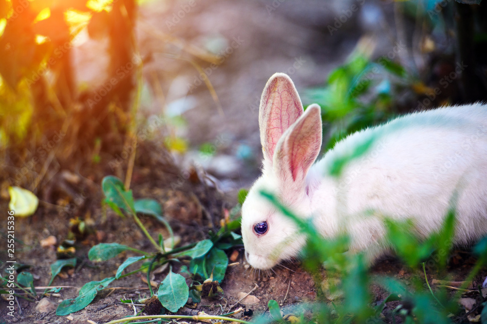 White rabbit in the garden. Fluffy Bunny on green grass, spring time. - obrazy, fototapety, plakaty 