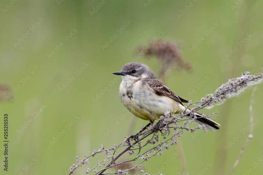 Western yellow wagtail (motacilla flava) female sitting on stick of grass. Cute little meadow songbird. Bird in wildlife. Western yellow wagtail (motacilla flava) female sitting on stick of grass. Cute little meadow songbird. Bird in wildlife.