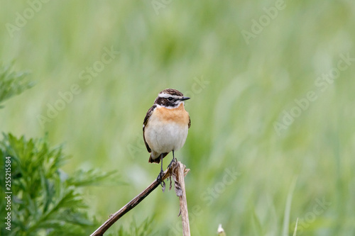 Whinchat (saxicola rubetra) male sitting on grass. Cute little common bright meadow songbird. Bird in wildlife.