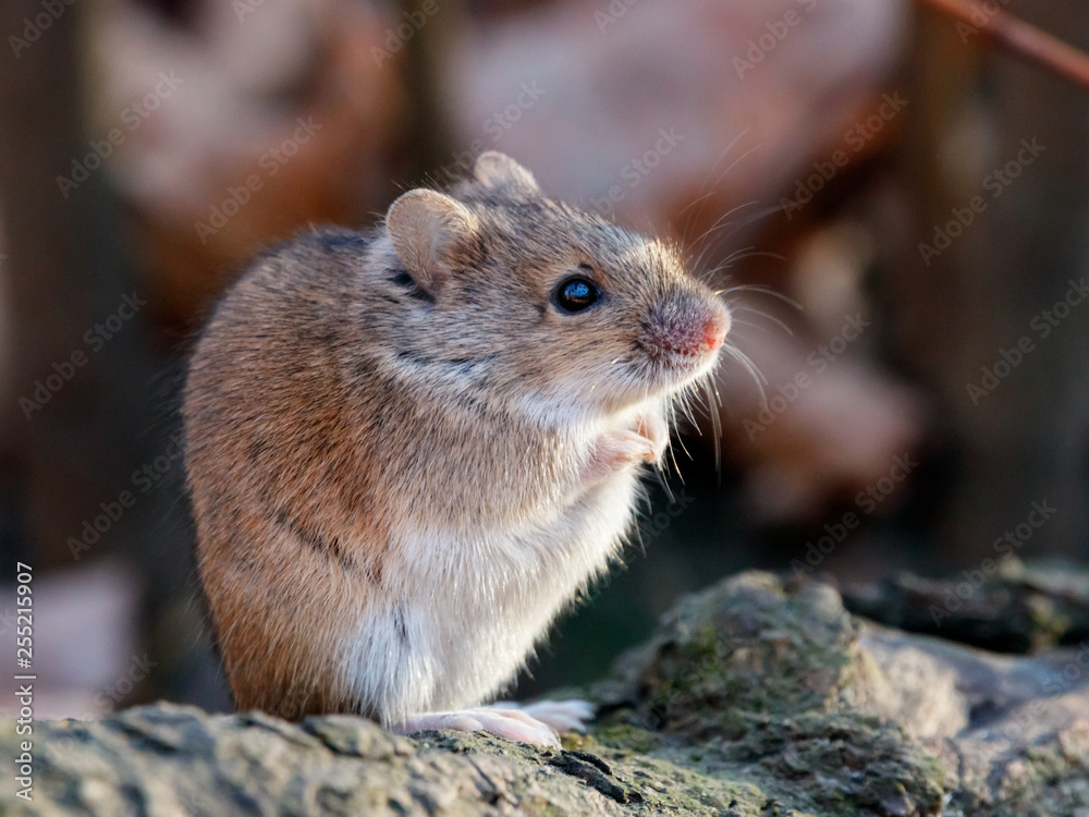 Striped field mouse sitting on fallen tree in park in autumn. Cute little common rodent animal in wildlife. Striped field mouse sitting on fallen tree in park in autumn. Cute little common rodent animal in wildlife.