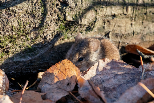 Striped field mouse sitting on ground in park in autumn. Cute little common rodent animal in wildlife. photo