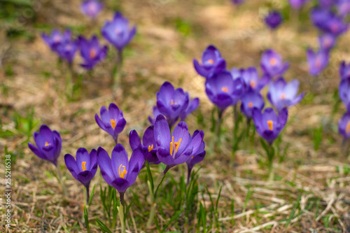 Spring background with beautiful purple crocuses in the mountain forest. Violet Iridaceae ( The Iris Family ) are blooming in early spring. Spring Flowers of Saffron.