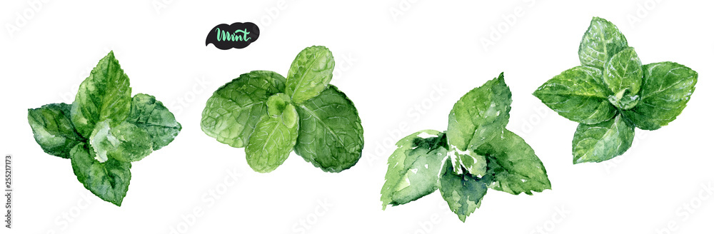 Watercolor hand drawn mint leaf illustration. Isolated on white. - obrazy, fototapety, plakaty 