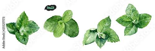 Foto Watercolor hand drawn mint leaf illustration. Isolated on white.