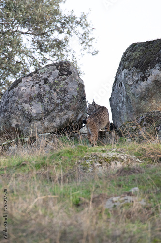 Ein freigestellter spanischer Pardelluchs zwischen zwei Felsen sieht zur Seite photo