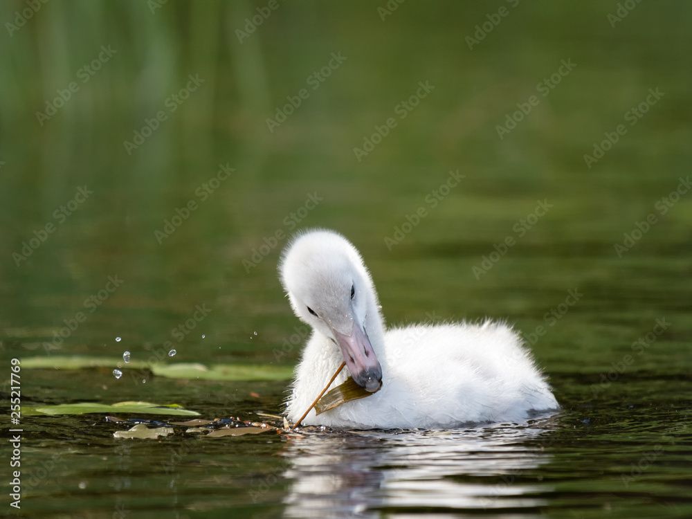 Young Whooper Swan (Cygnus Cygnus) eating broad-leaved pondweed Young Whooper Swan (Cygnus Cygnus) eating broad-leaved pondweed