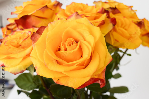Bouquet of yellow roses. Fragment of flowers close up  open buds on a white background.