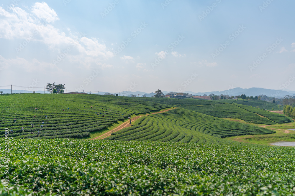 タイの茶畑
