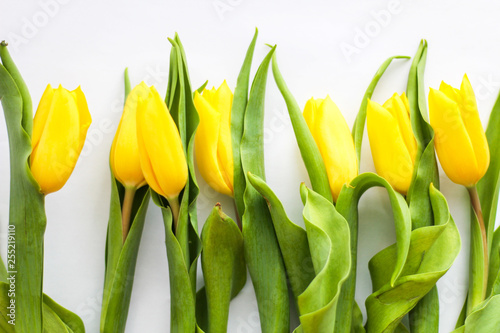 Spring or Easter concept  Yellow tulip background  white background  selective focus