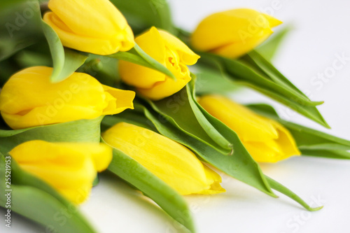 Celebration of Spring or Easter concept: Yellow tulips close up, selective focus, white background