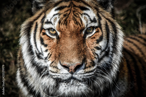 portrait of a tiger