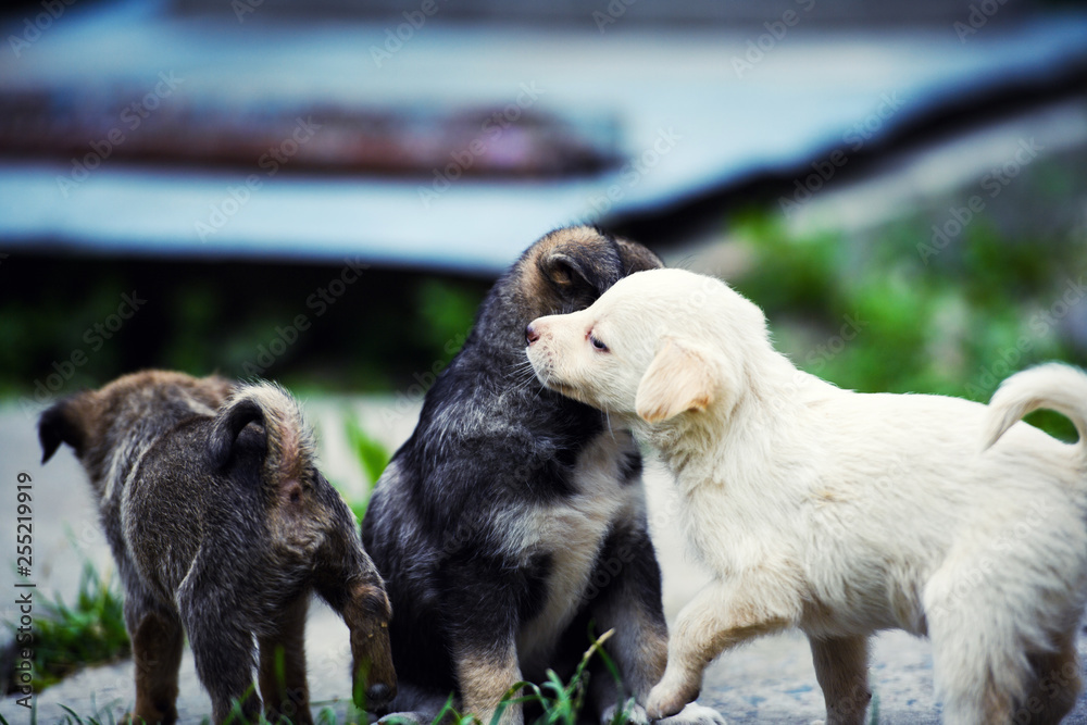 Fototapeta premium Cute puppies playing