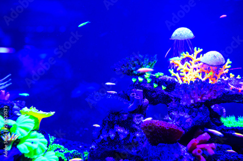Beautiful jellyfish, medusa in the neon light with the fishes. Aquarium with blue jellyfish and lots of fish. Making an aquarium with corrals and ocean wildlife. Underwater life in ocean