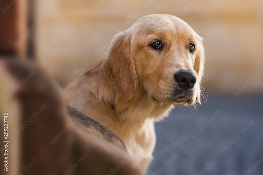 Young golden retriever in the city Young golden retriever in the city