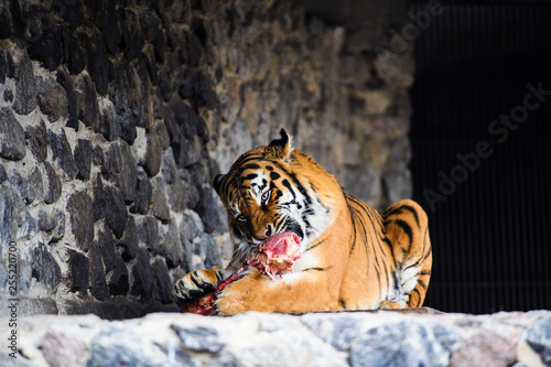 Beautiful Amur tiger