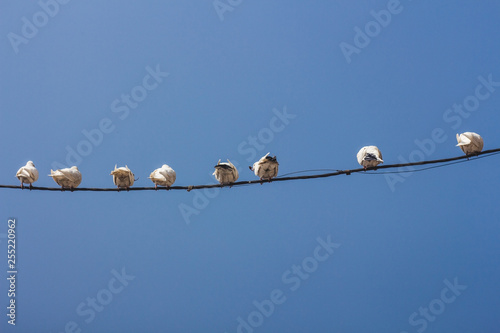 White pigeons sit on the wire