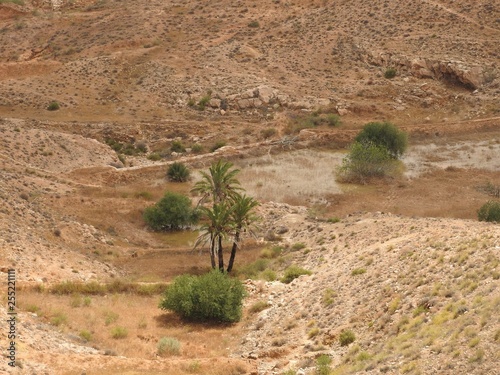 A single palm tree in the city of Matmata, Tunisia, Africa. © Konstantin