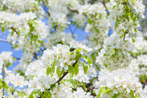 Blooming tree branches with white flowers, blue sky