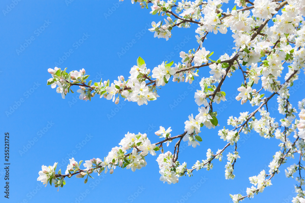 Blooming tree branches with white flowers, blue sky