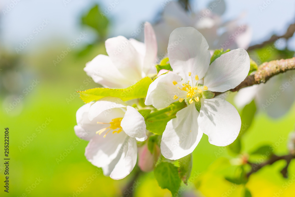 Flowers of pear tree. Blurred background Flowers of pear tree. Blurred background