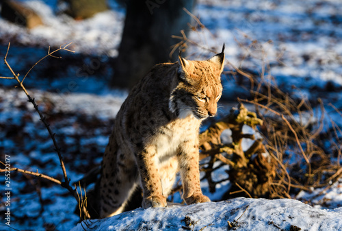 lynx in winter