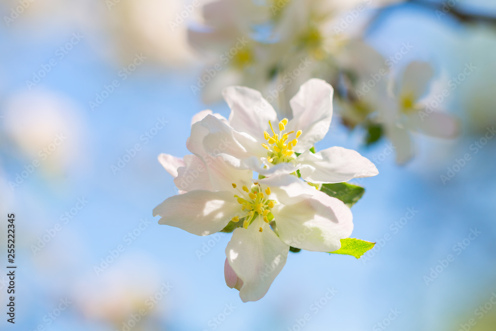 Flowering branch of an apple tree against a blue sky
