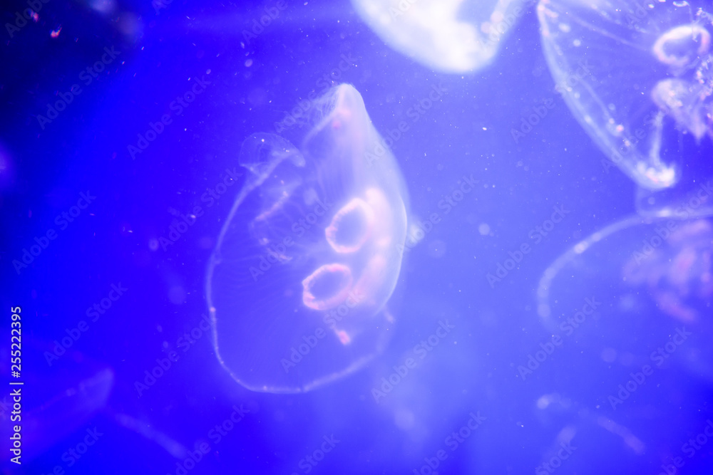 Beautiful jellyfish, medusa in the neon light with the fishes. Underwater life in ocean jellyfish. exciting and cosmic sight