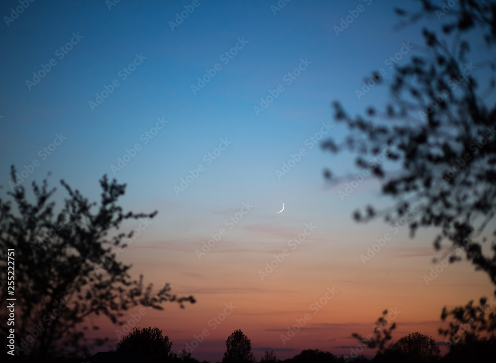 Beautiful sunset. Among the branches of the trees is the moon