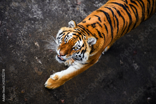 Beautiful Amur tiger