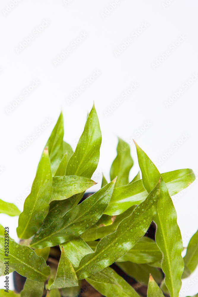 Green leaves on the white ground Green leaves on the white ground