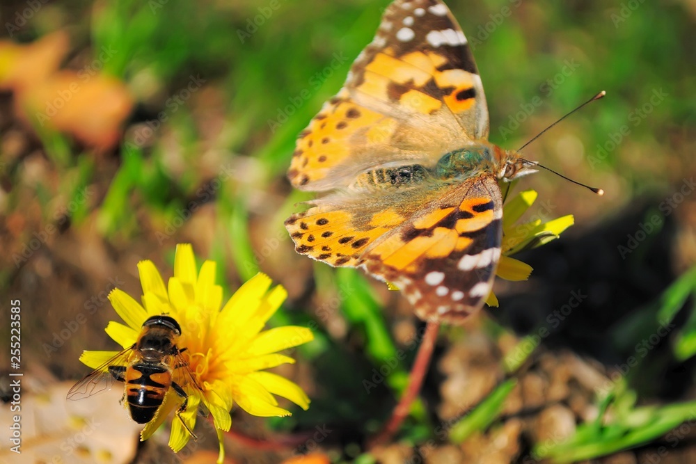 Obraz premium Butterfly.