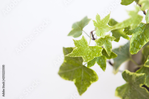 Green leaves (ivy) on the white ground